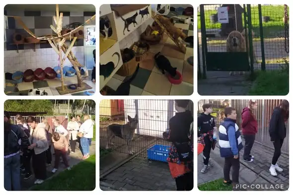 Październik miesiącem dobroci dla zwierząt – szkolna akcja w schronisku